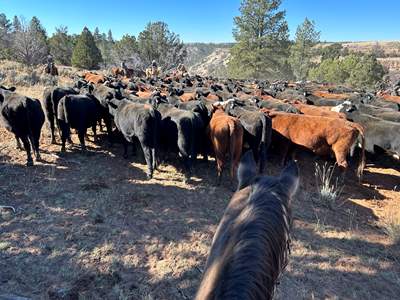 Participating in a cattle drive, any city dweller can live the cowboy lifestyle and understand first-hand the grit and determination it takes to raise livestock. 